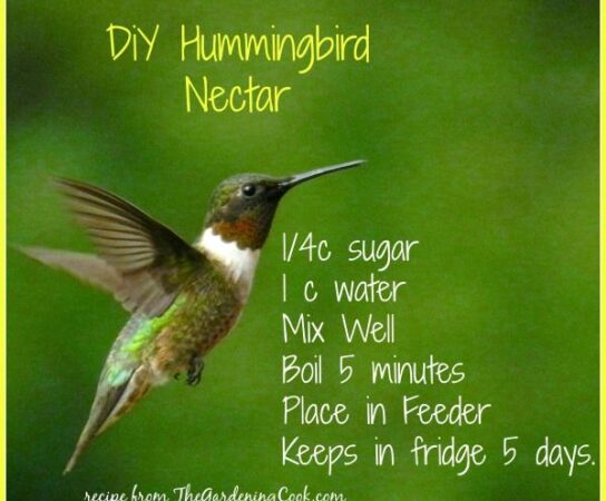 Hummingbird Nectar Recipe: The Best Way to Attract Hummingbirds to Your Garden