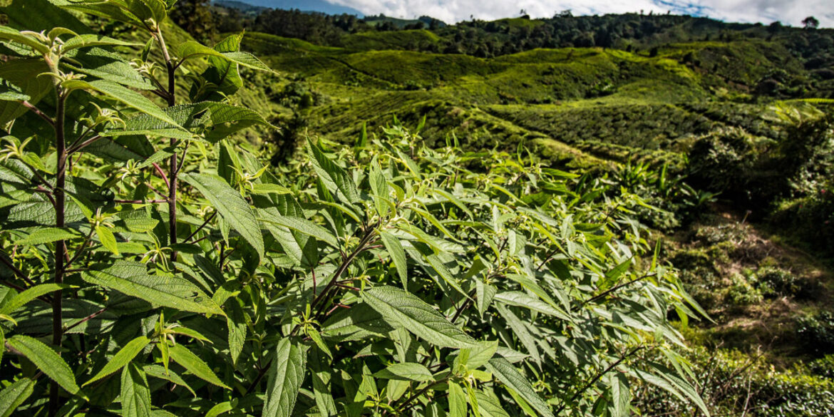 Understanding the Concept of a Tea Jungle and Its Role in Tea Growth