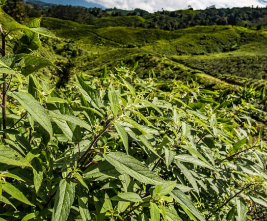 Understanding the Concept of a Tea Jungle and Its Role in Tea Growth