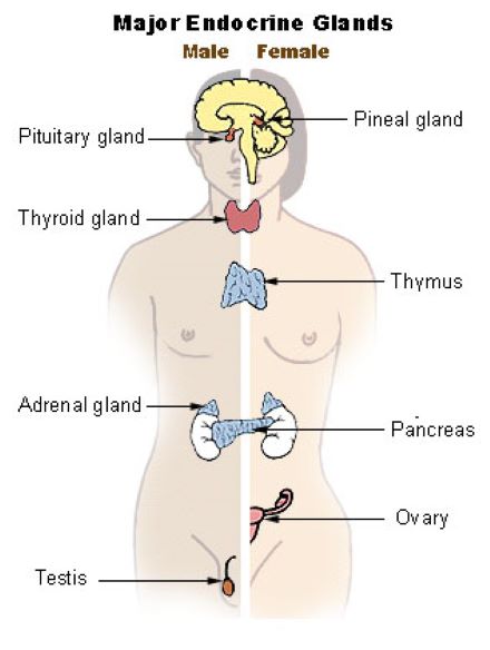 The Exact Location of a Thynin and What You Need to Know About It