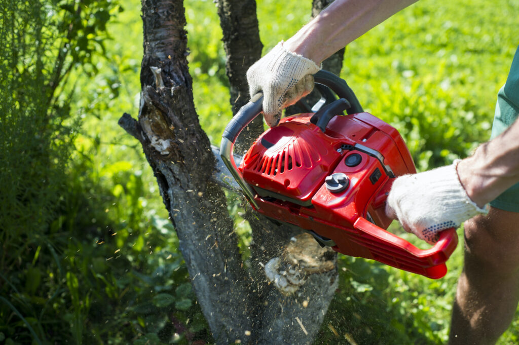 How much does it cost to cut fallen trees? Key factors affecting the price