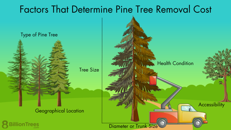 Understanding the Cost of Removing Fallen Australian Pine Trees with Homewyse