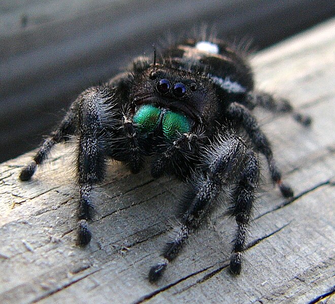 Jumping Spider Lifespan: Understanding How Long These Spiders Live