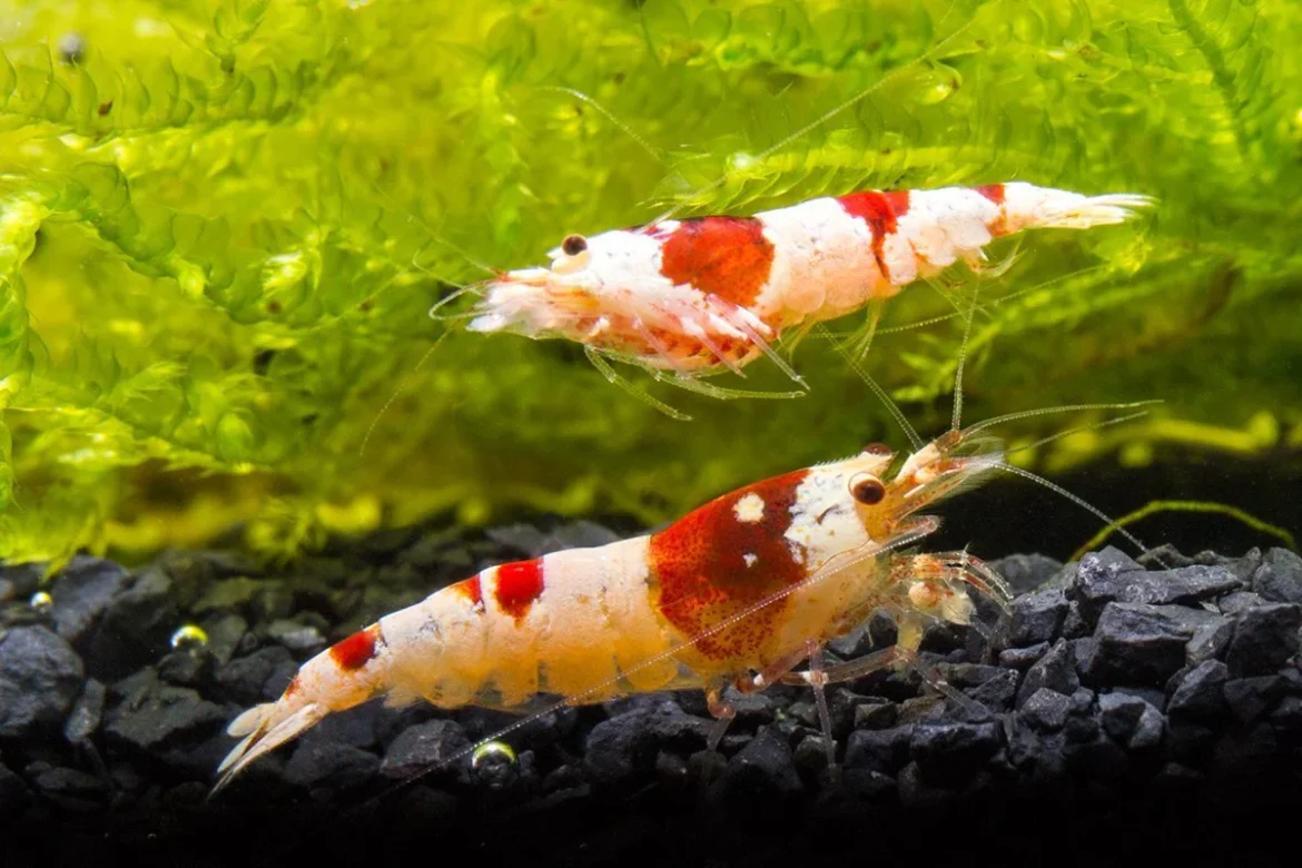 Learn the Best Techniques for Breeding SSS Shrimp in Your Aquarium