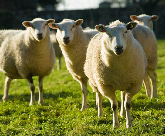 Explore the Leading Sheep Breed Favored by Farmers in Georgia