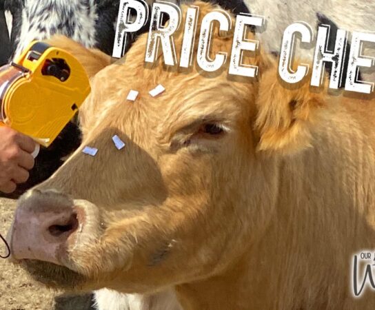 The Cost of a Cow: Understanding the Price and Factors That Affect It