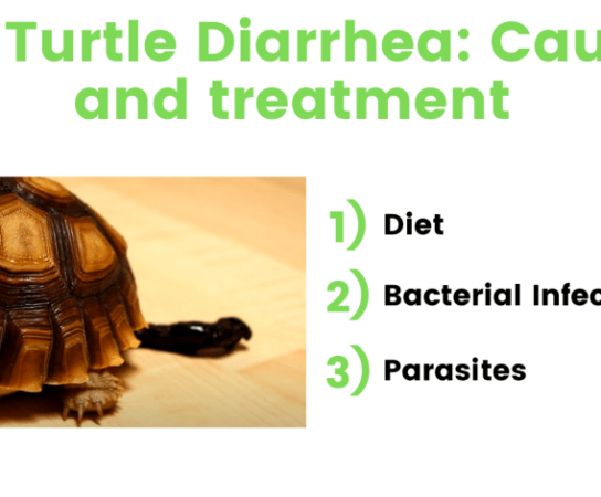 Exploring the Strange World of Diarrhea in CGI Turtles and Online Humor
