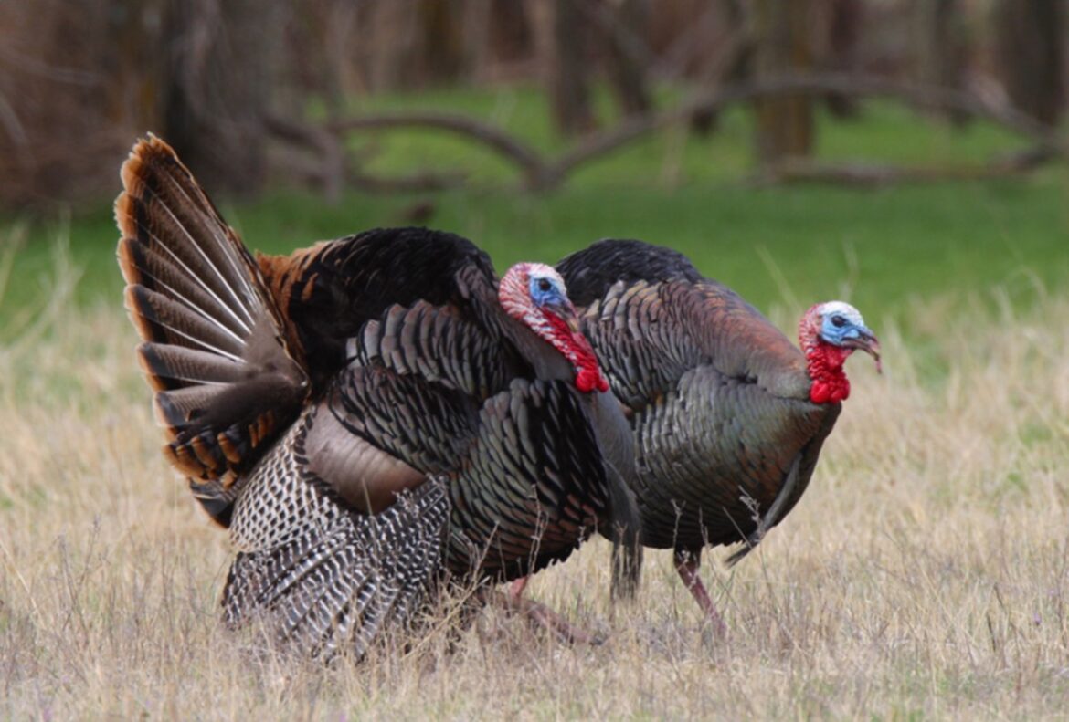 How Far Did Turkeys Travel to Georgia and What Influenced Their Journey?