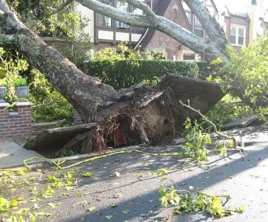 Cost of Removing Fallen Oak Trees in Florida: What You Need to Know
